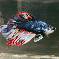 Male Betta - One Only - 2