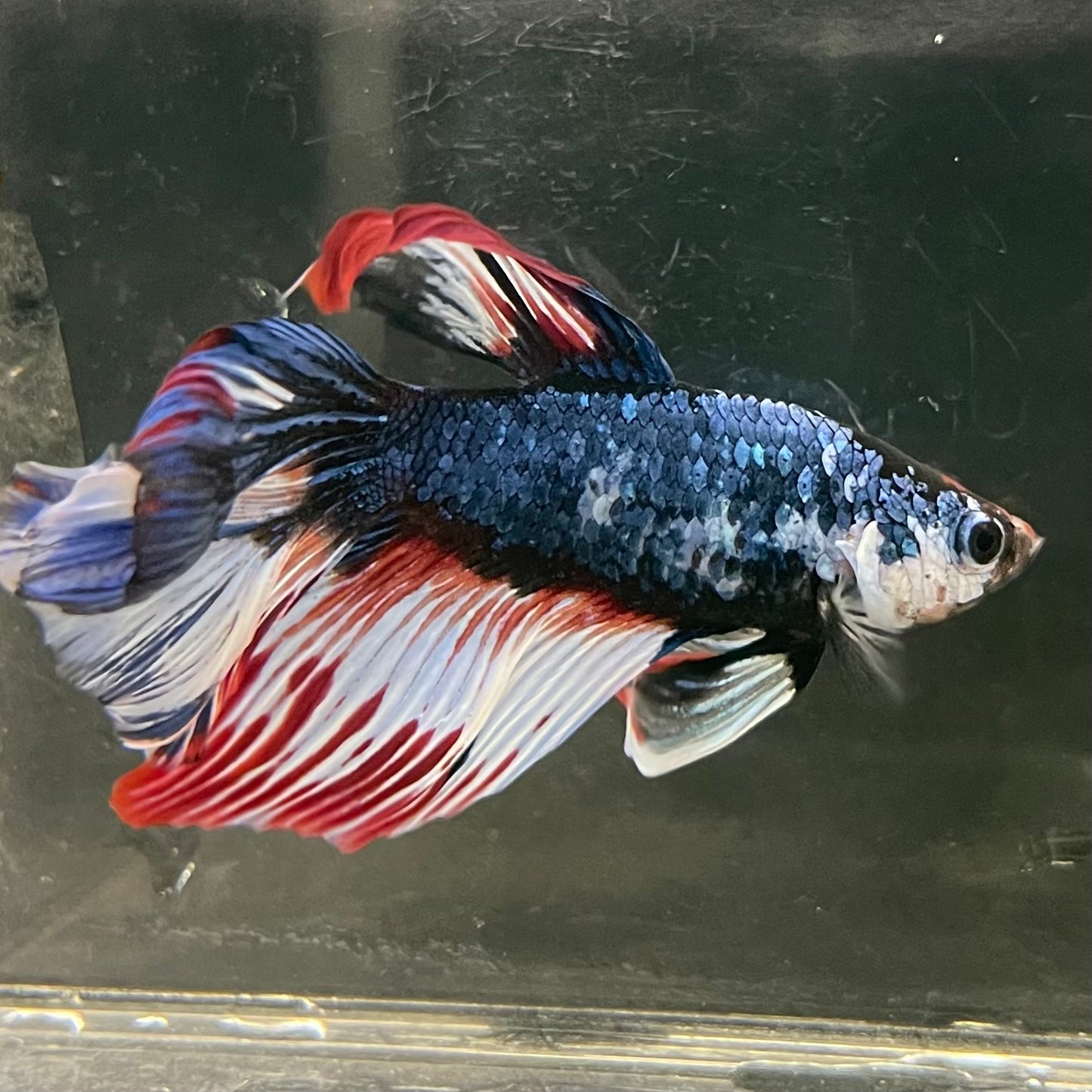 Male Betta - One Only - 2