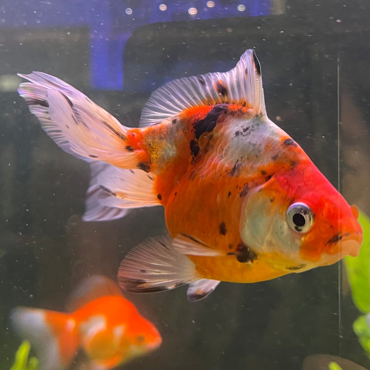 Fantail Goldfish - Calico one only - 1￼