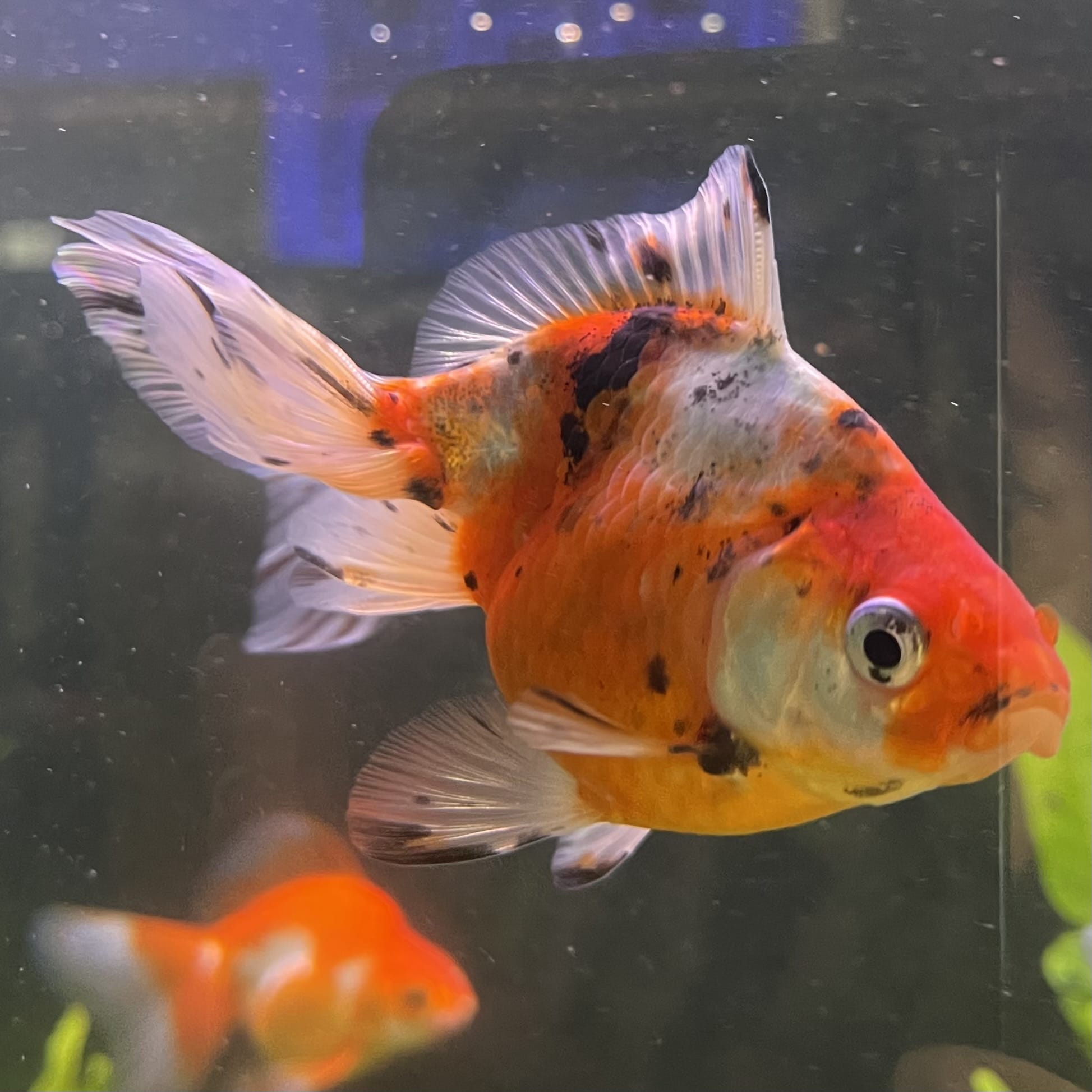 Fantail Goldfish - Calico one only - 1￼