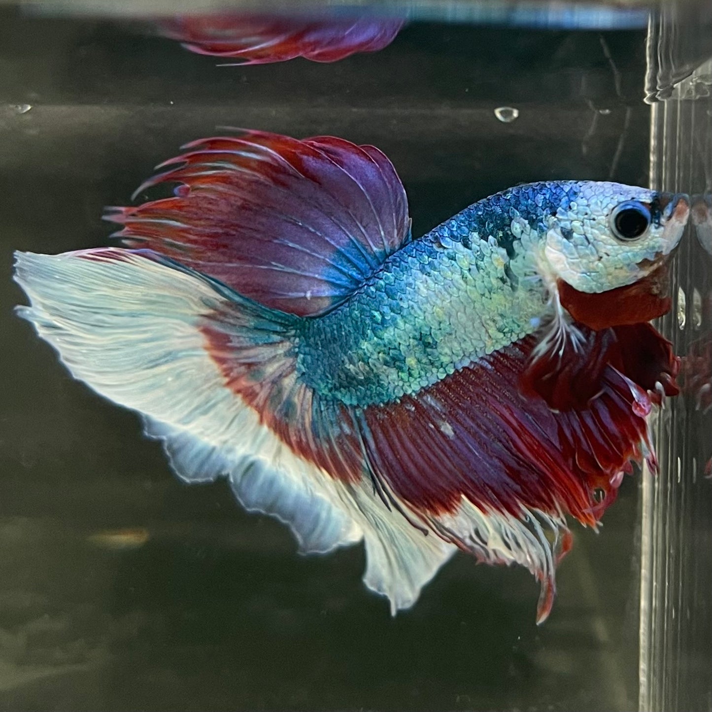 Male Betta - One Only - 13