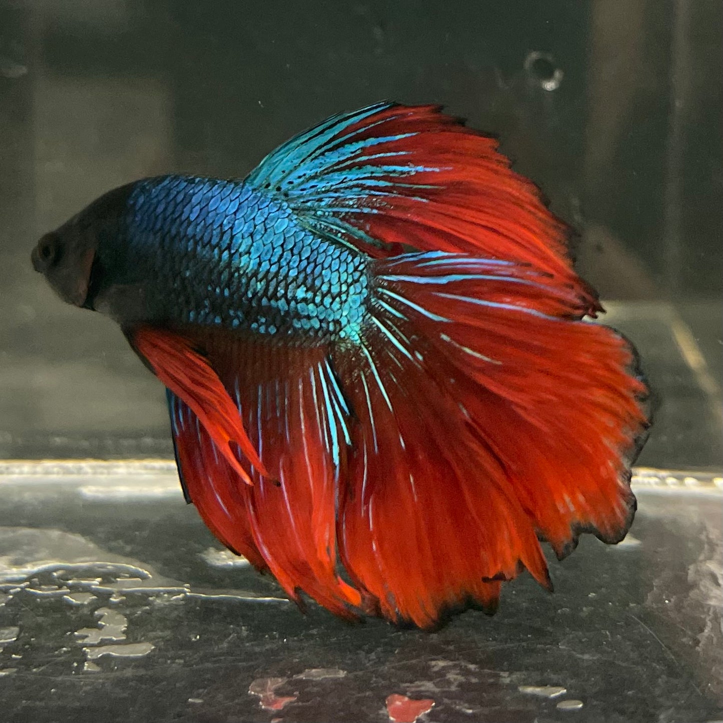 Male Betta - One Only - 17