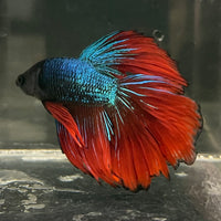 Male Betta - One Only - 17