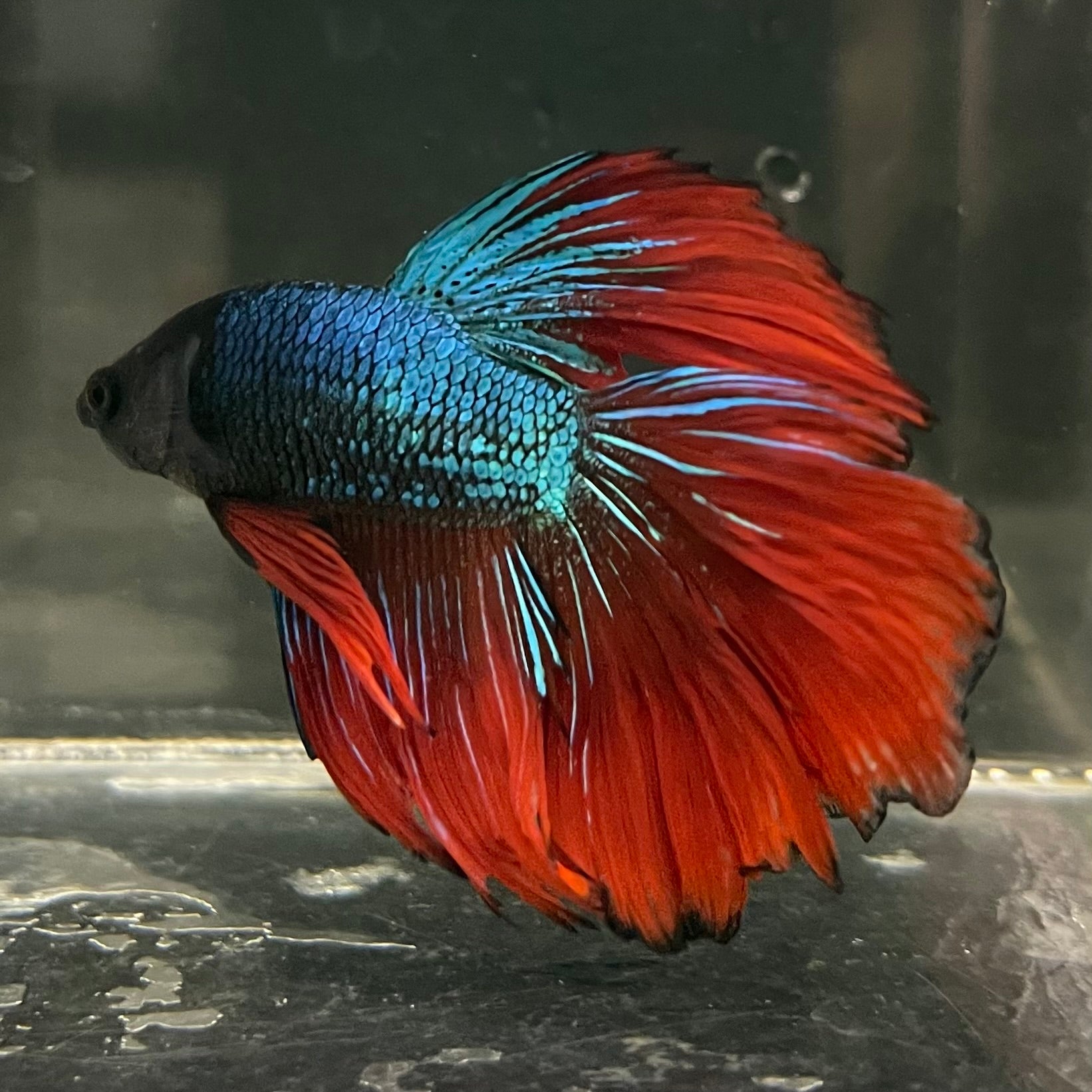 Male Betta - One Only - 17