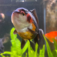 Oranda - Tri Colour One Only-2