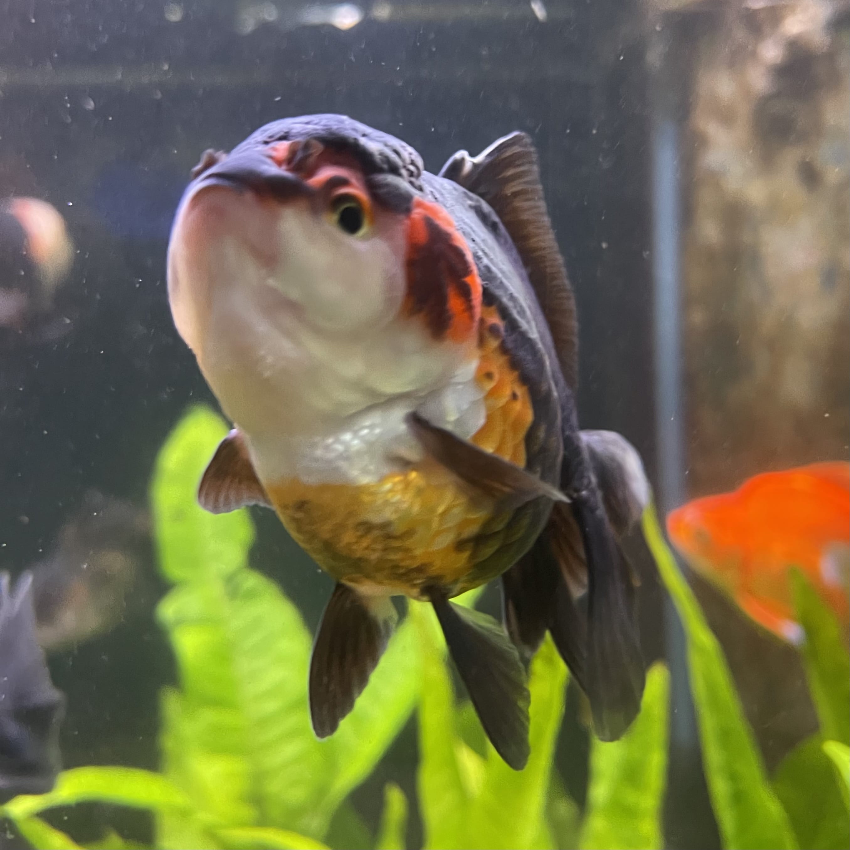 Oranda - Tri Colour One Only-2