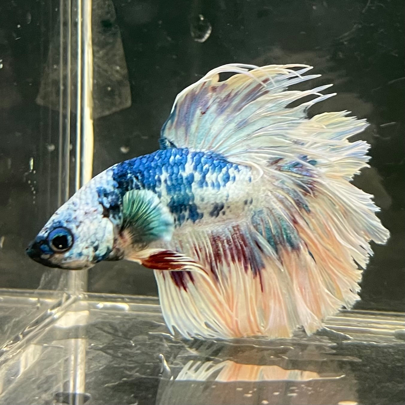 Male Betta - One Only - 12