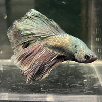 Male Betta - One Only - 5