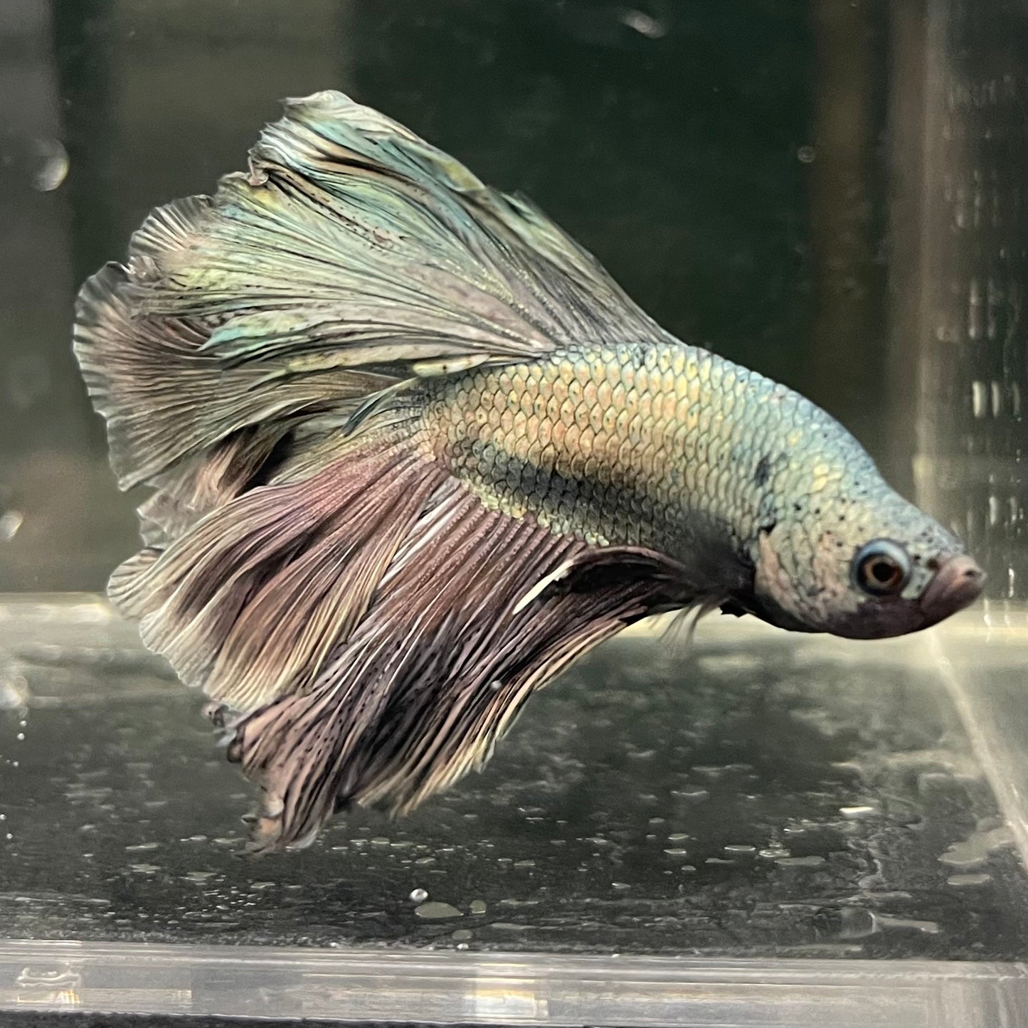 Male Betta - One Only - 5