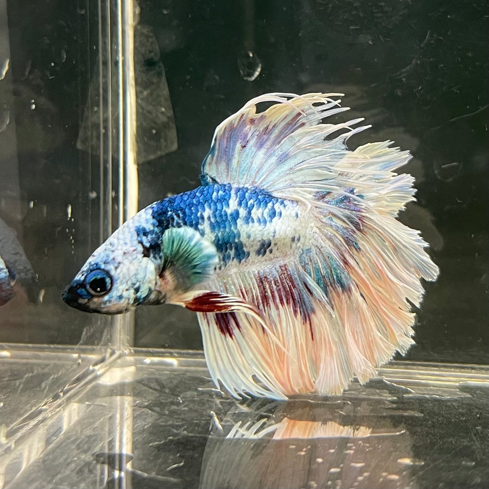 Male Betta - One Only - 12