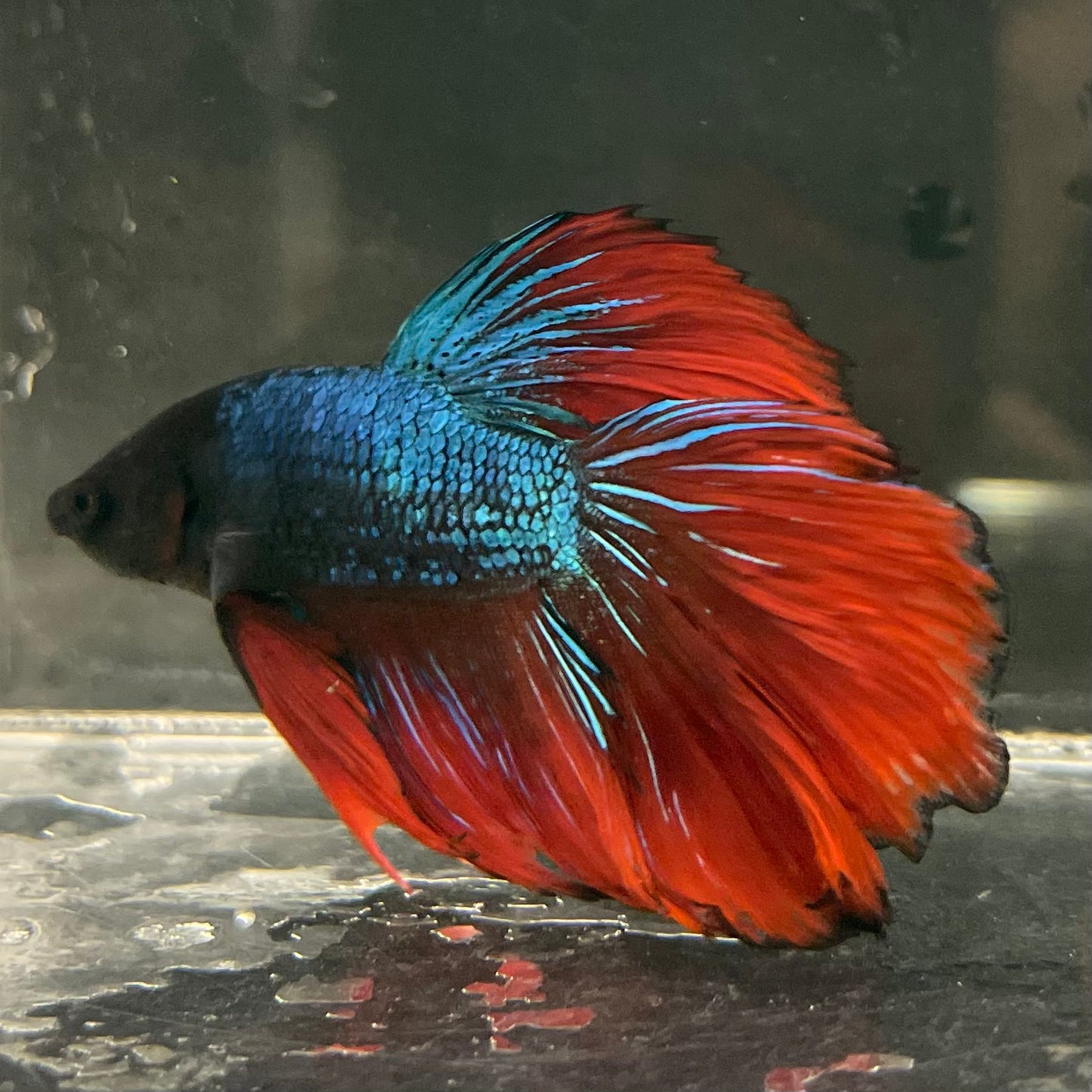 Male Betta - One Only - 17