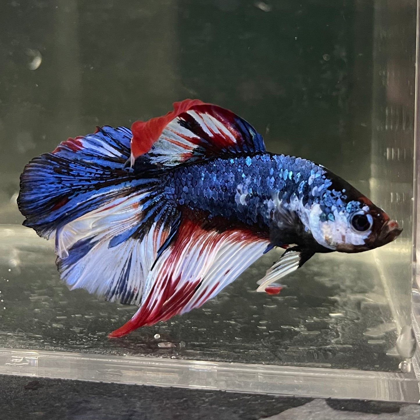 Male Betta - One Only - 2