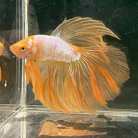 Male Betta - One Only - 16