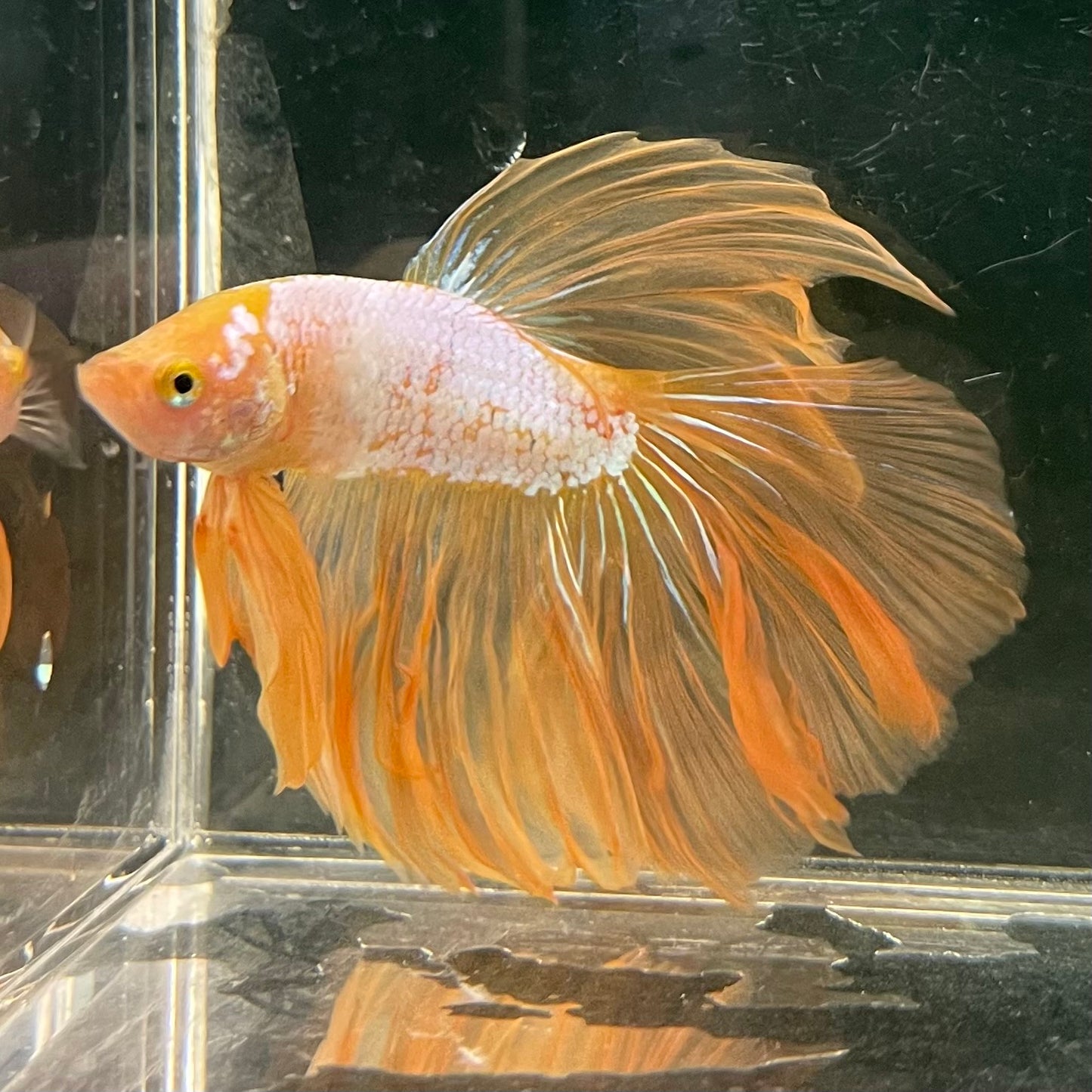 Male Betta - One Only - 16
