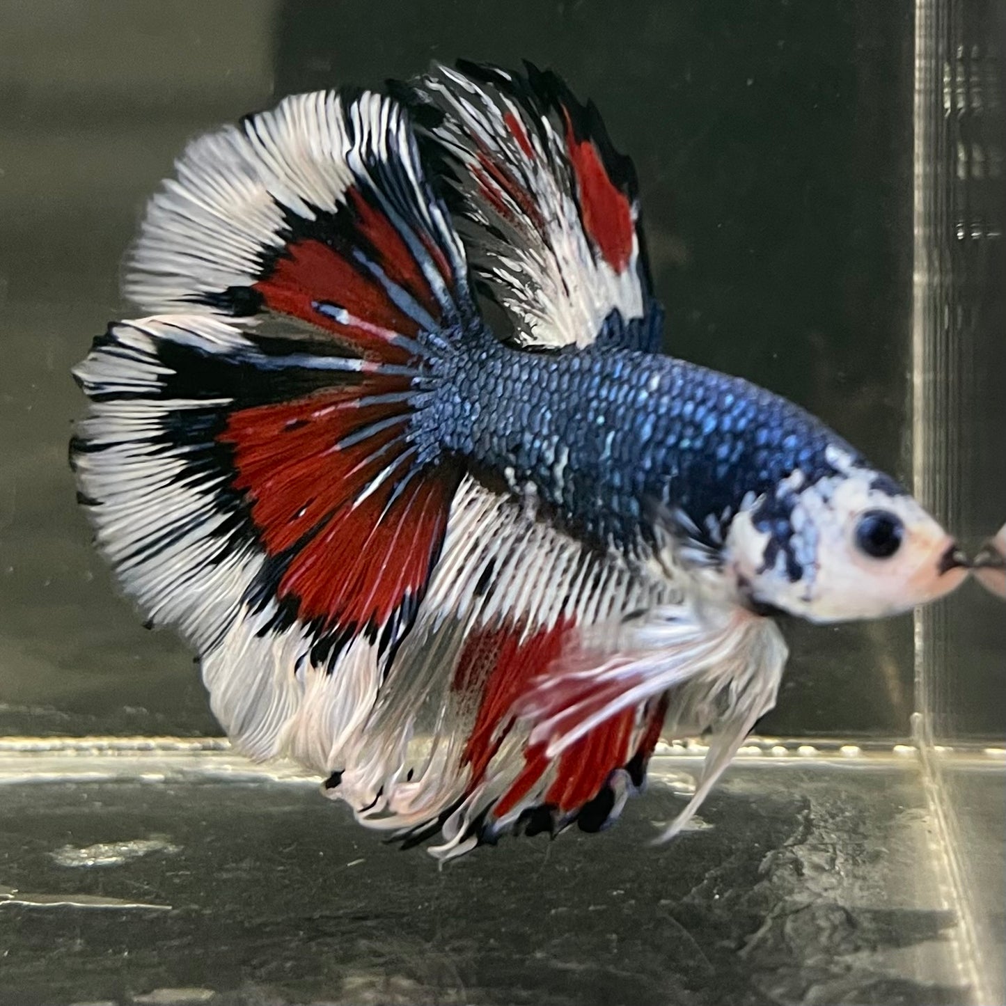 Male Betta - One Only - 8