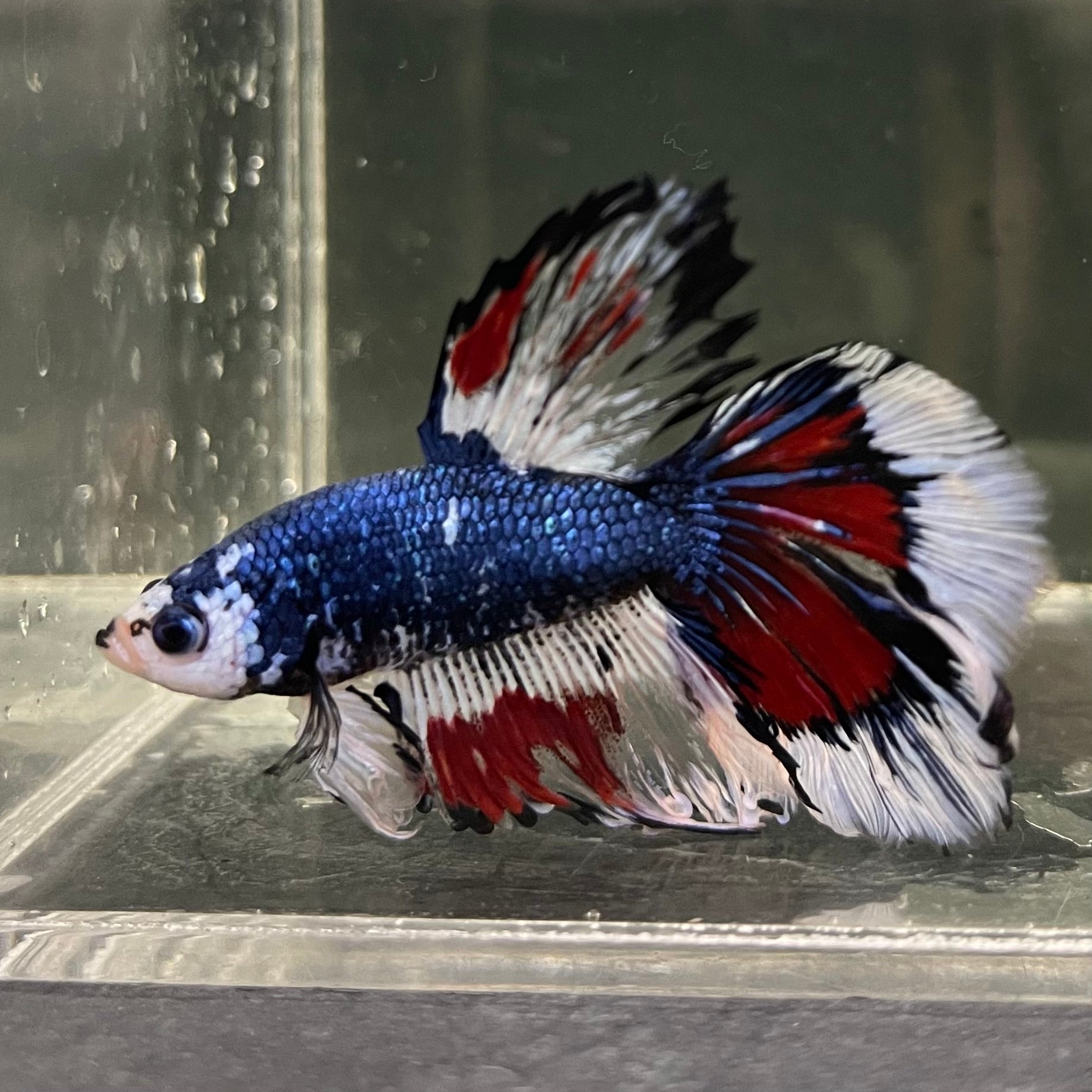 Male Betta - One Only - 8