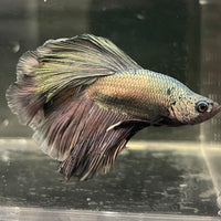 Male Betta - One Only - 5