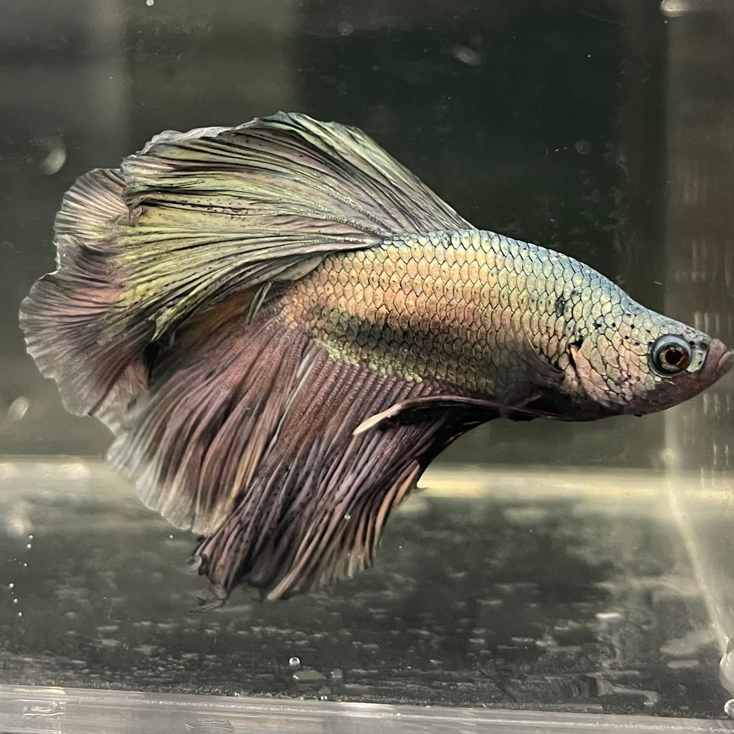 Male Betta - One Only - 5