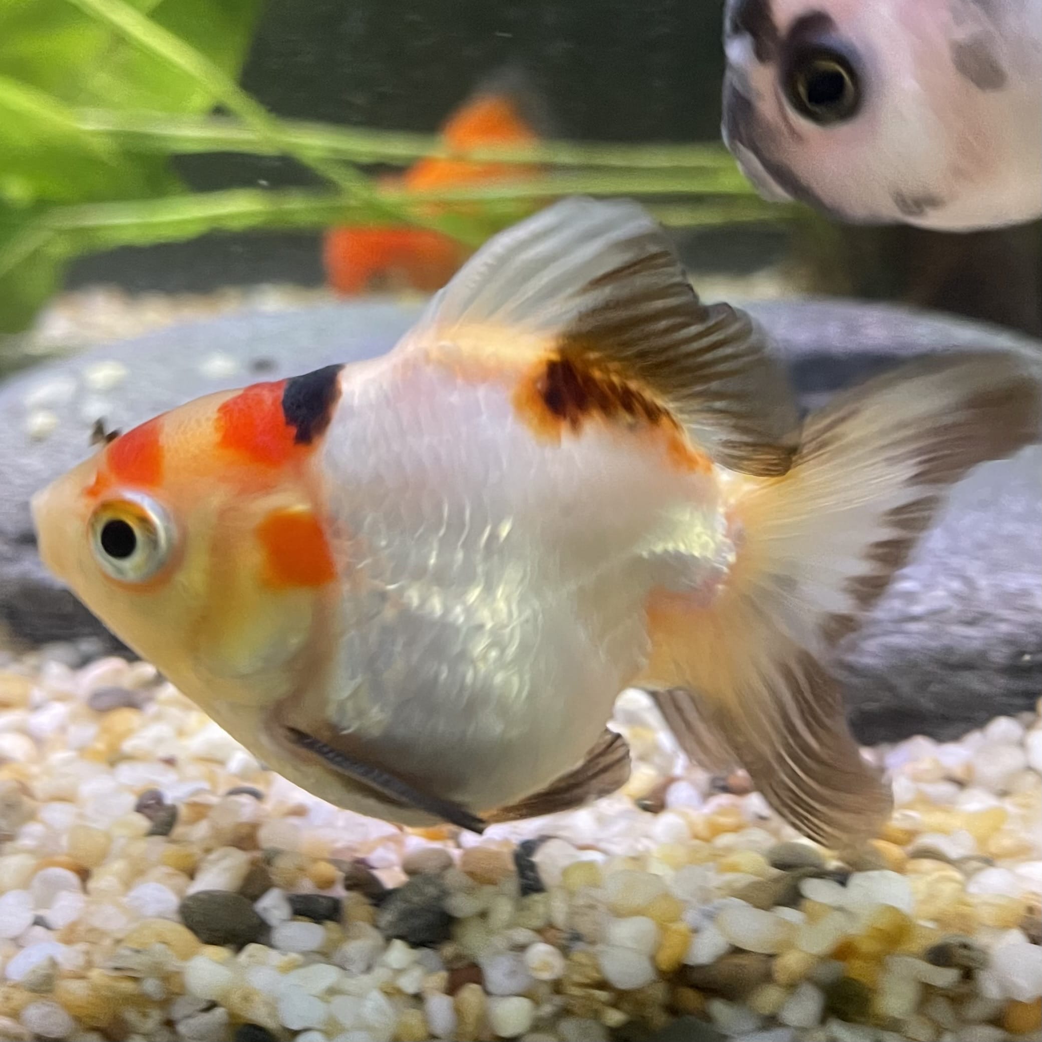 Ryukin Goldfish - one only - 2