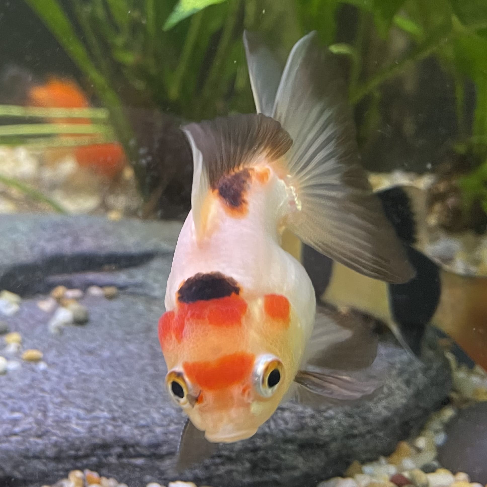 Ryukin Goldfish - one only - 2