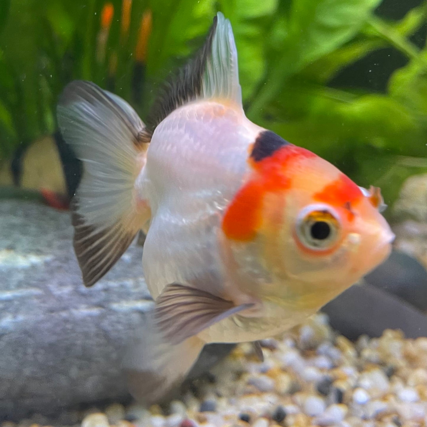 Ryukin Goldfish - one only - 2