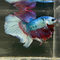 Male Betta - One Only - 13