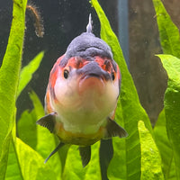 Oranda - Tri Colour One Only-2