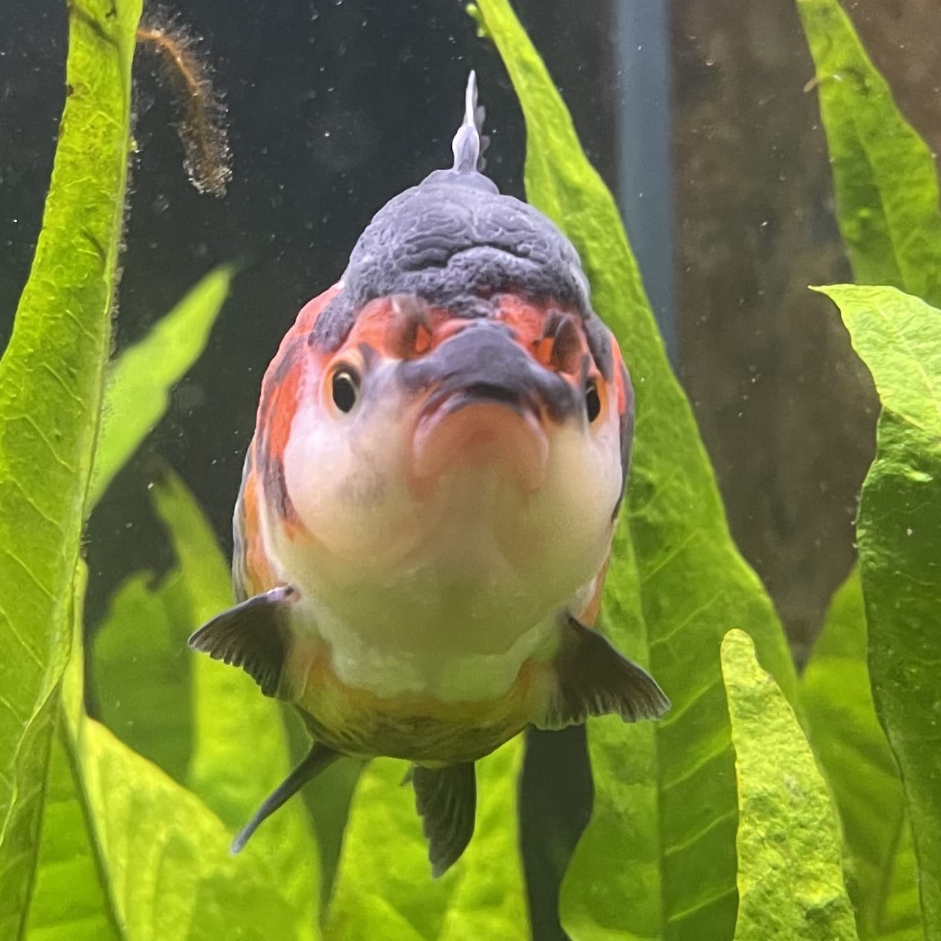 Oranda - Tri Colour One Only-2