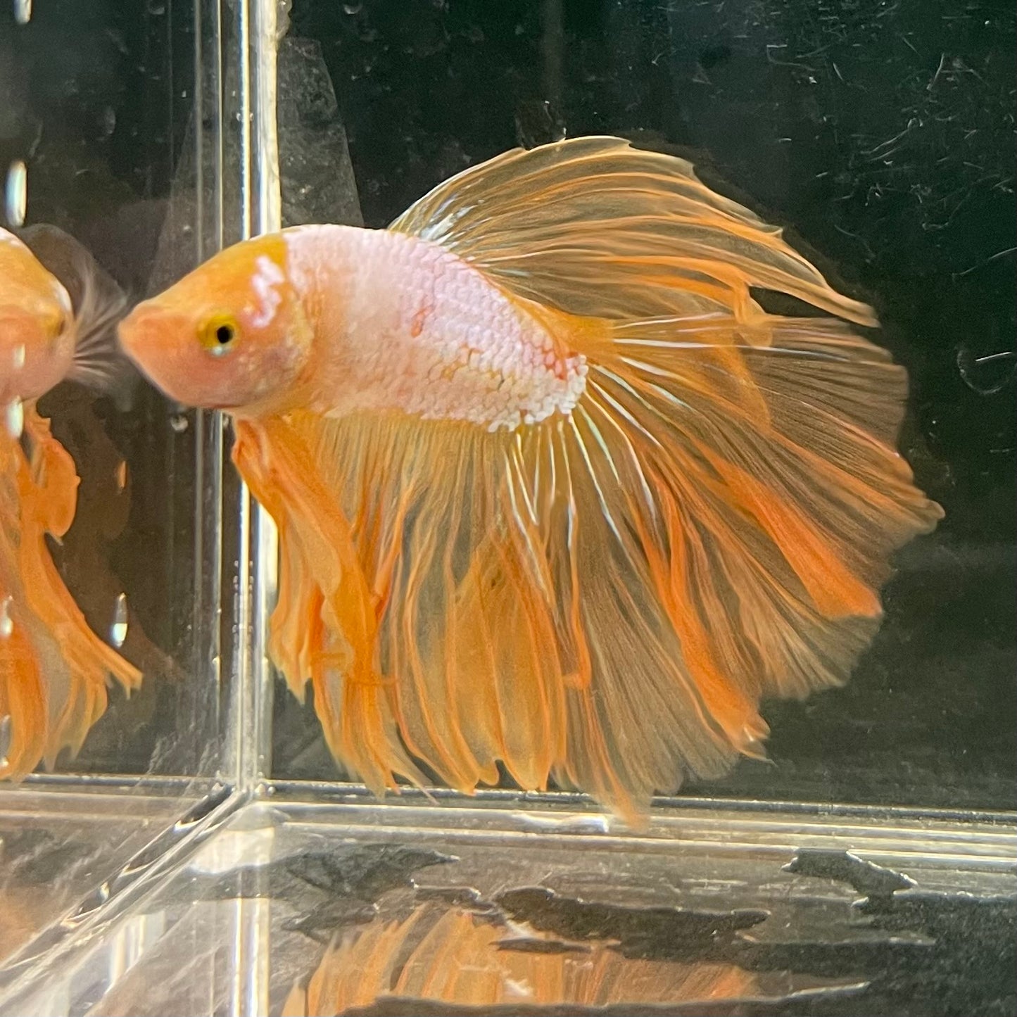 Male Betta - One Only - 16