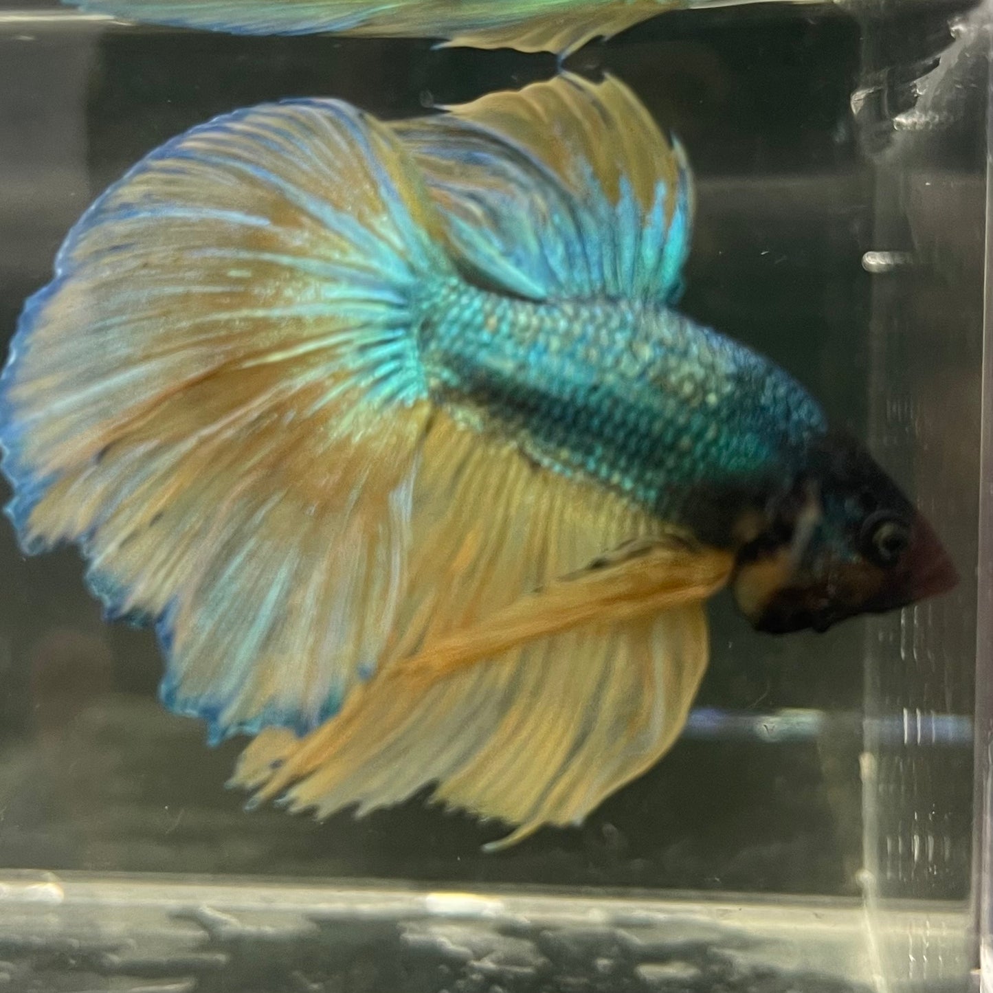 Male Betta - One Only - 11