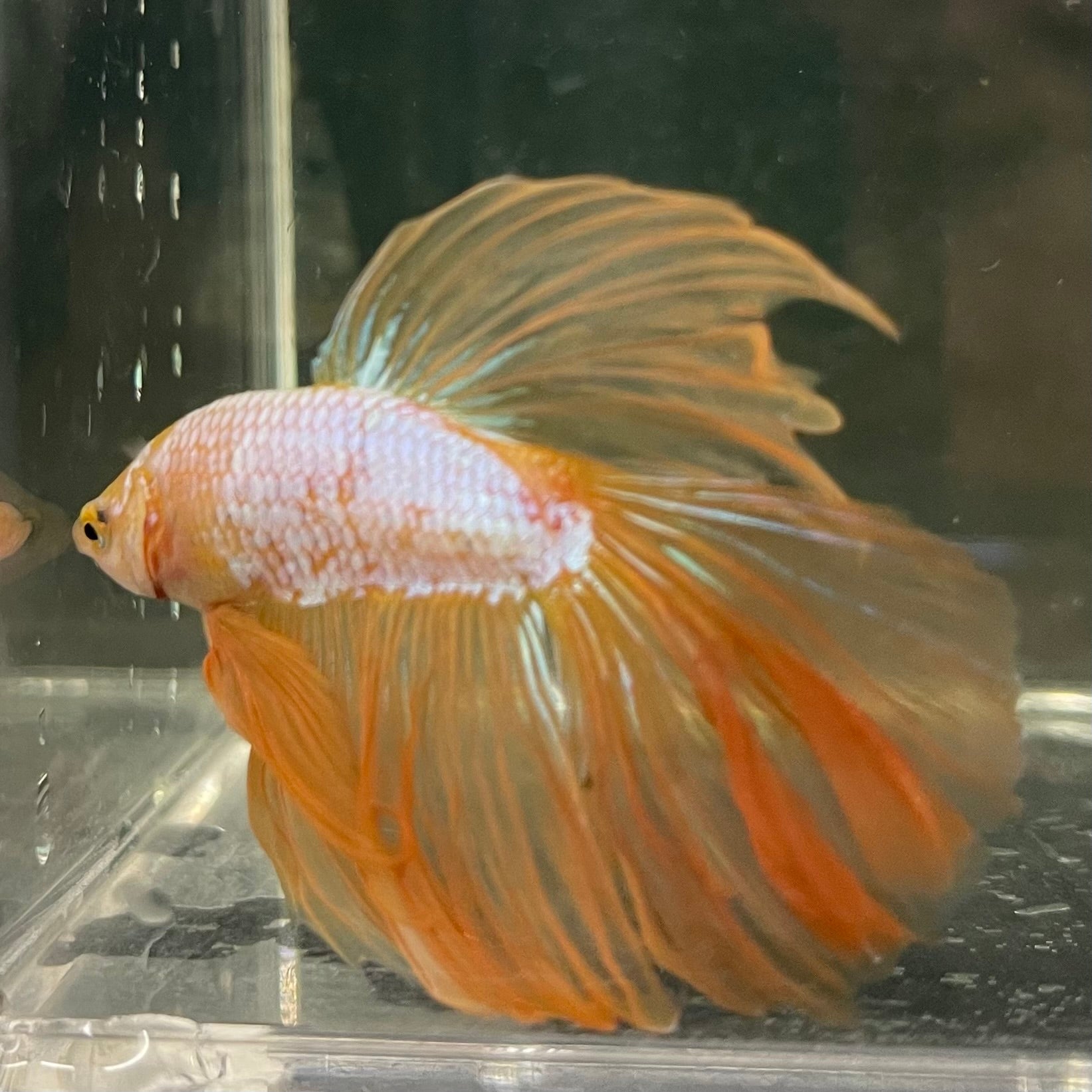 Male Betta - One Only - 16