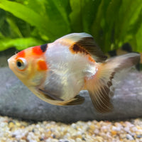 Ryukin Goldfish - one only - 2