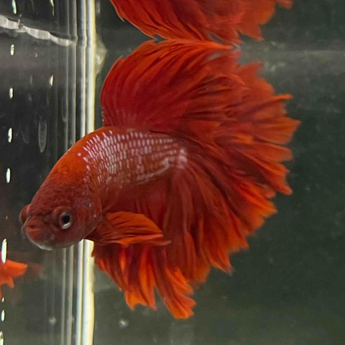 Male Betta - One Only - 1