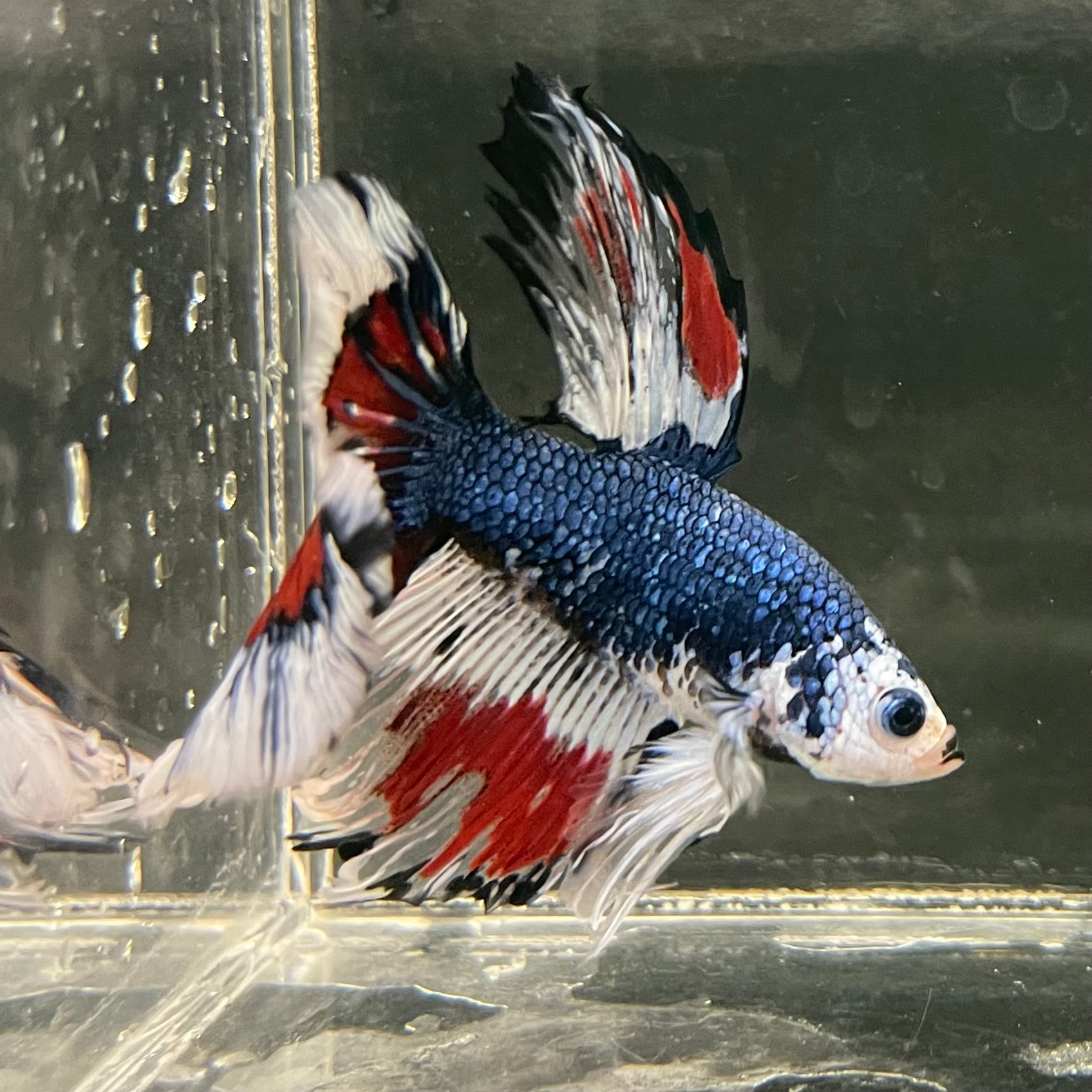 Male Betta - One Only - 8