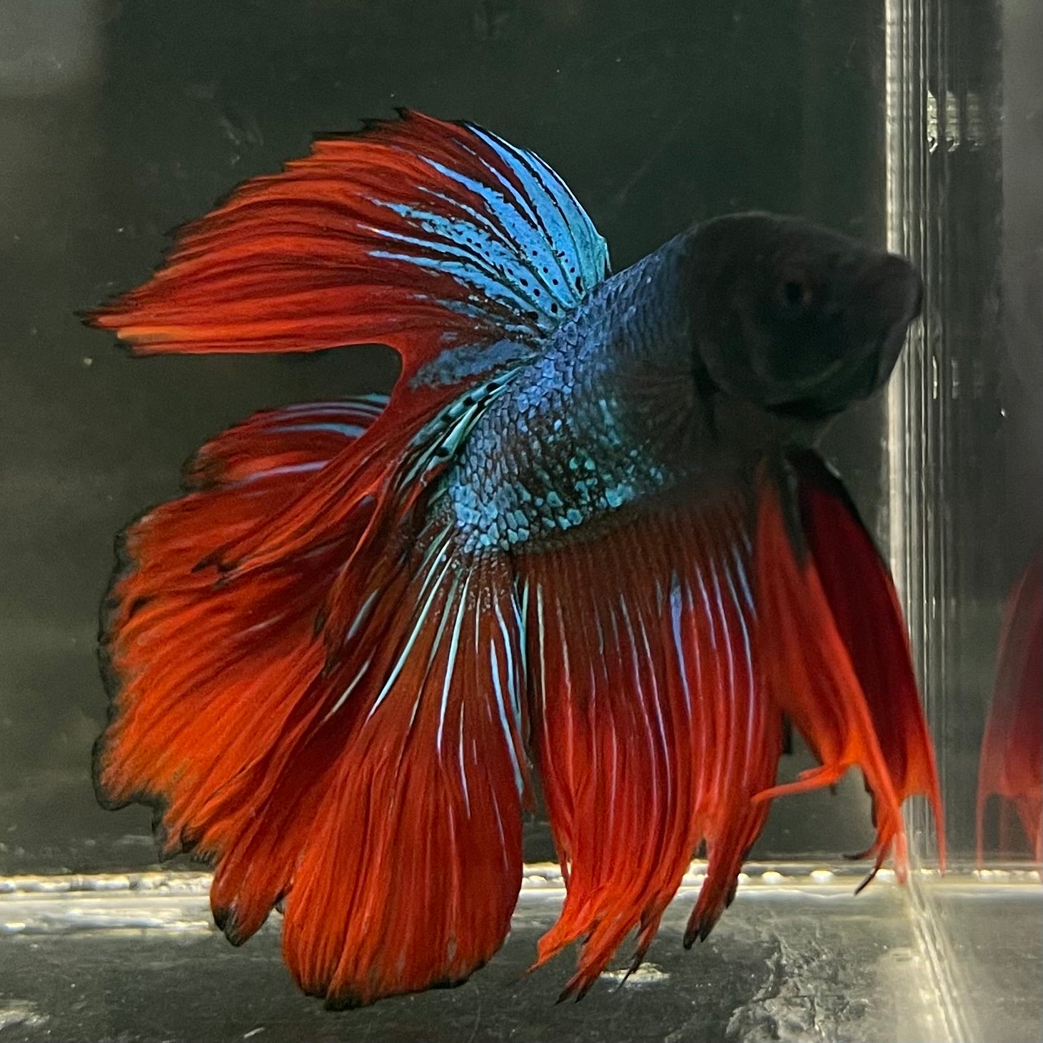 Male Betta - One Only - 17