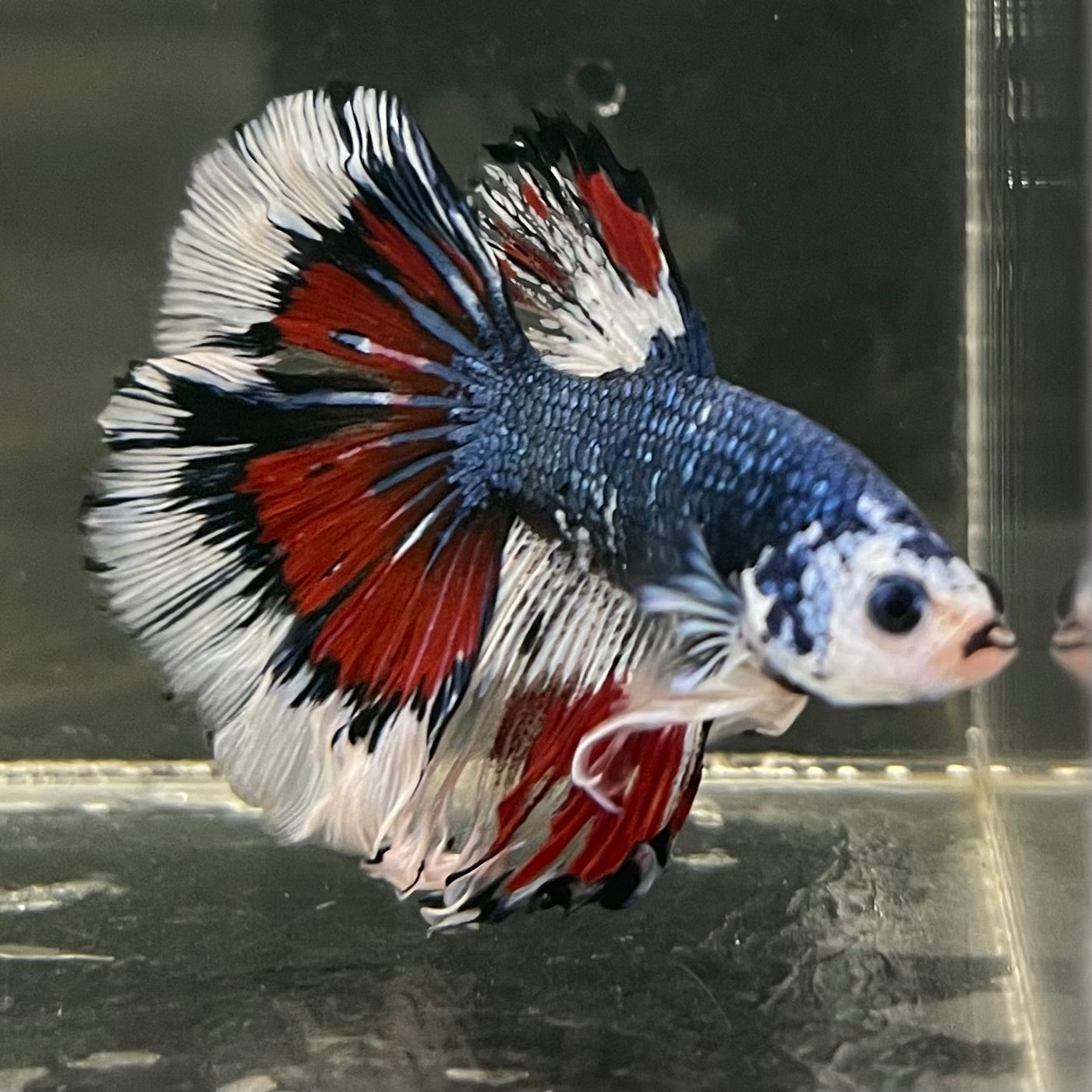 Male Betta - One Only - 8