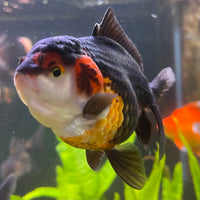 Oranda - Tri Colour One Only-2