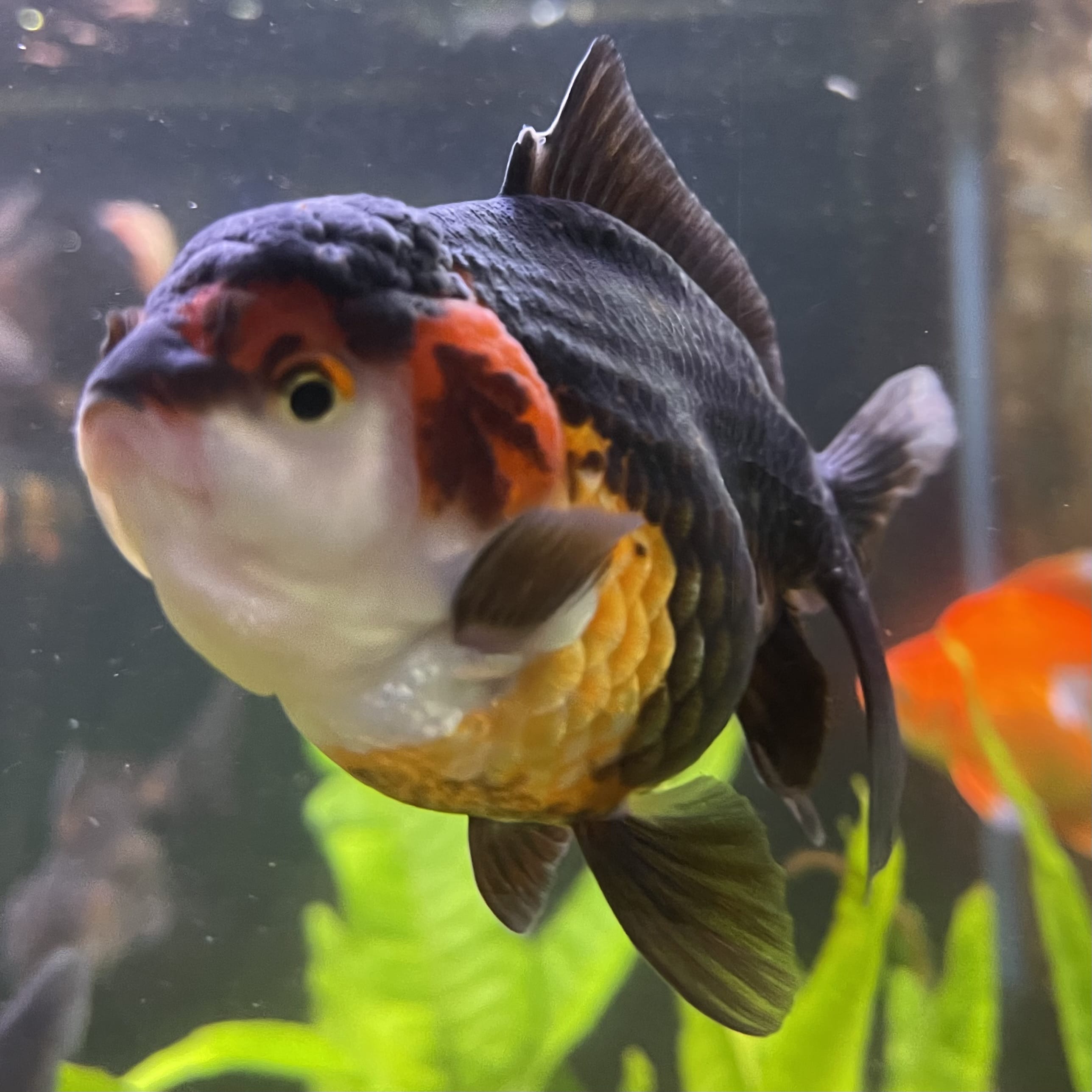 Oranda - Tri Colour One Only-2