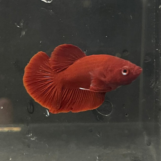 Red Plakat Premium Male Betta - One Only - 1