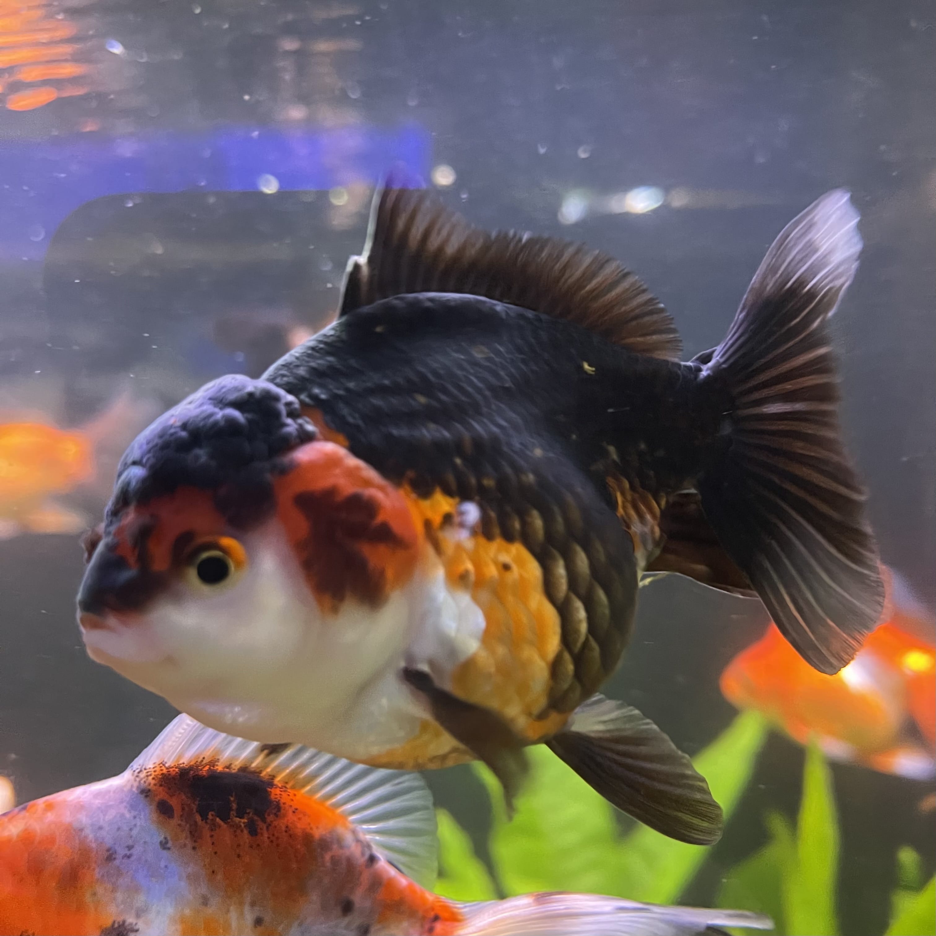 Oranda - Tri Colour One Only-2
