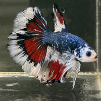 Male Betta - One Only - 8