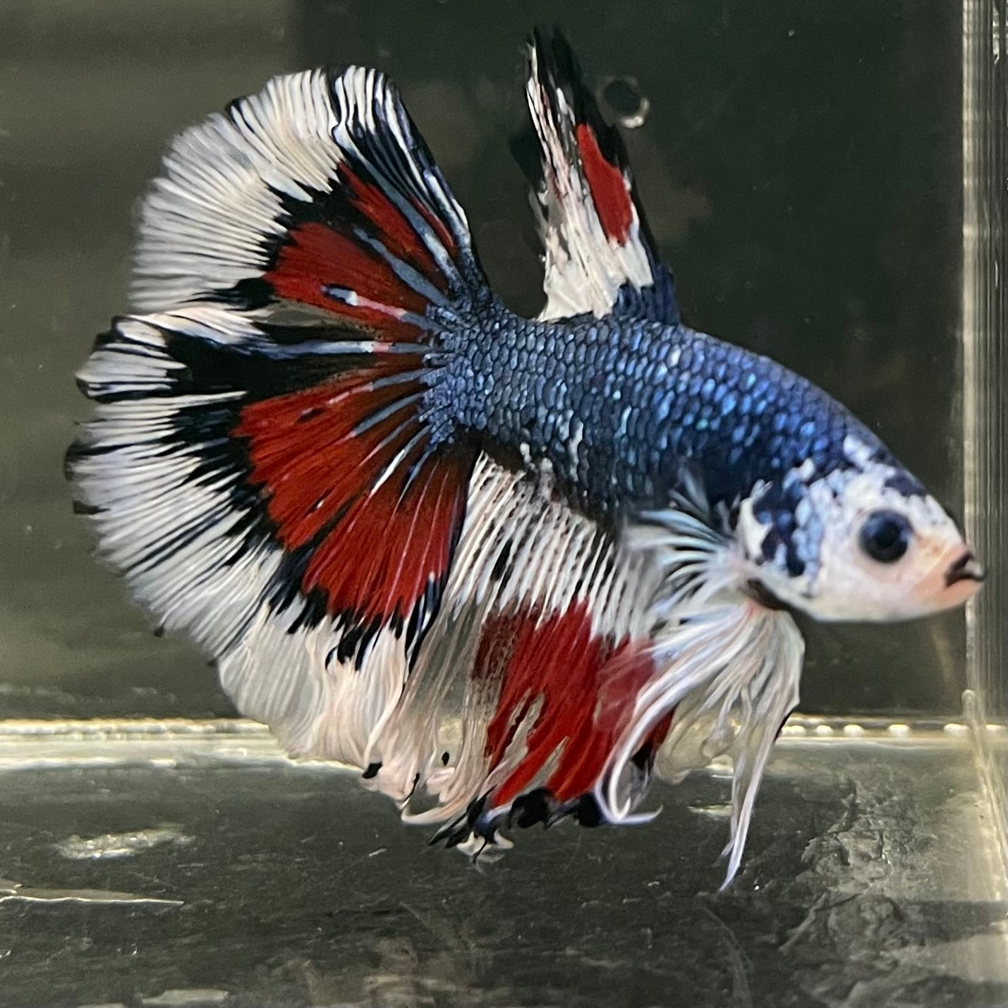 Male Betta - One Only - 8