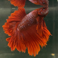 Male Betta - One Only - 1