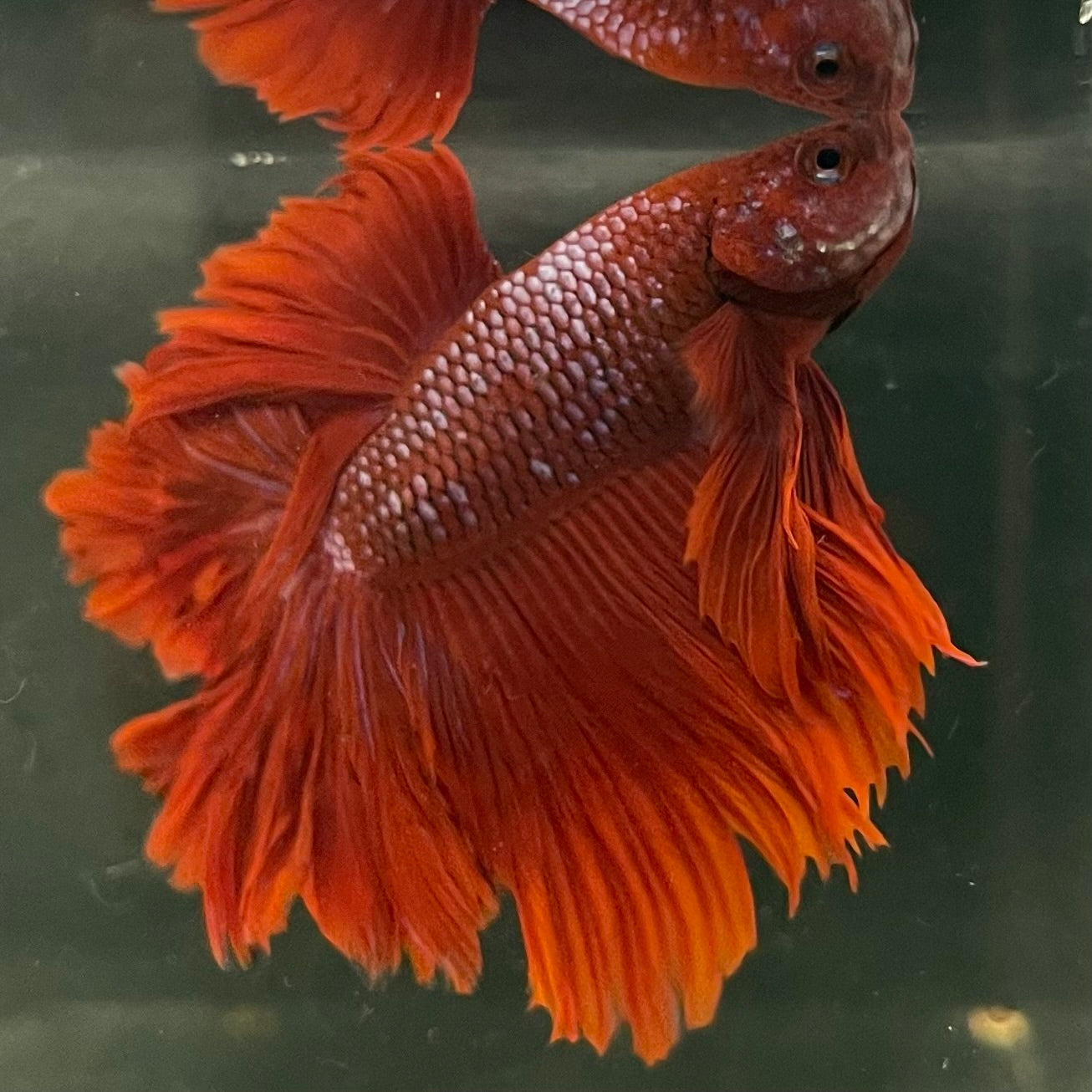 Male Betta - One Only - 1