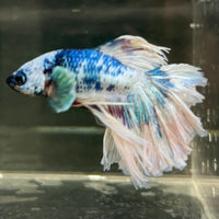 Male Betta - One Only - 12