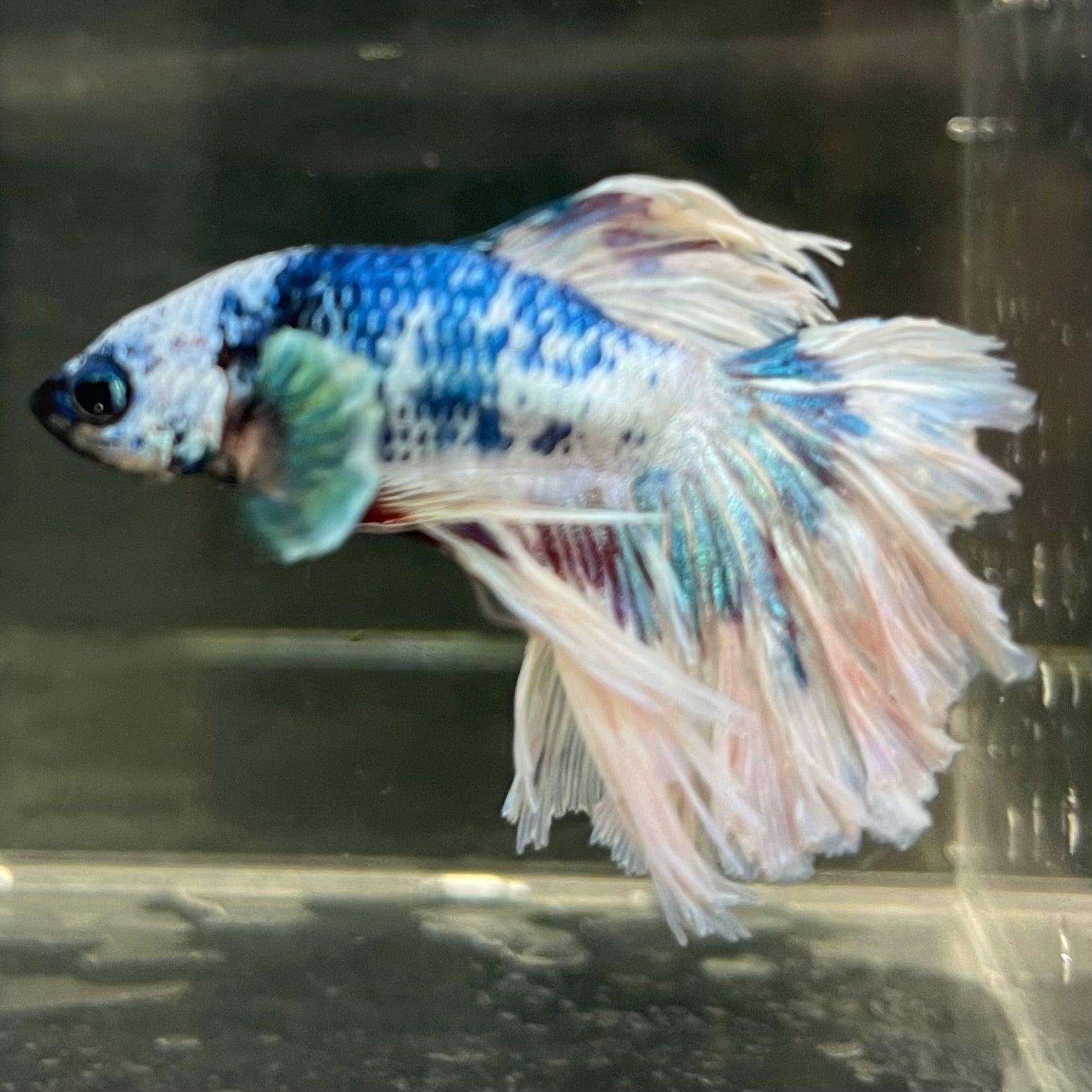 Male Betta - One Only - 12