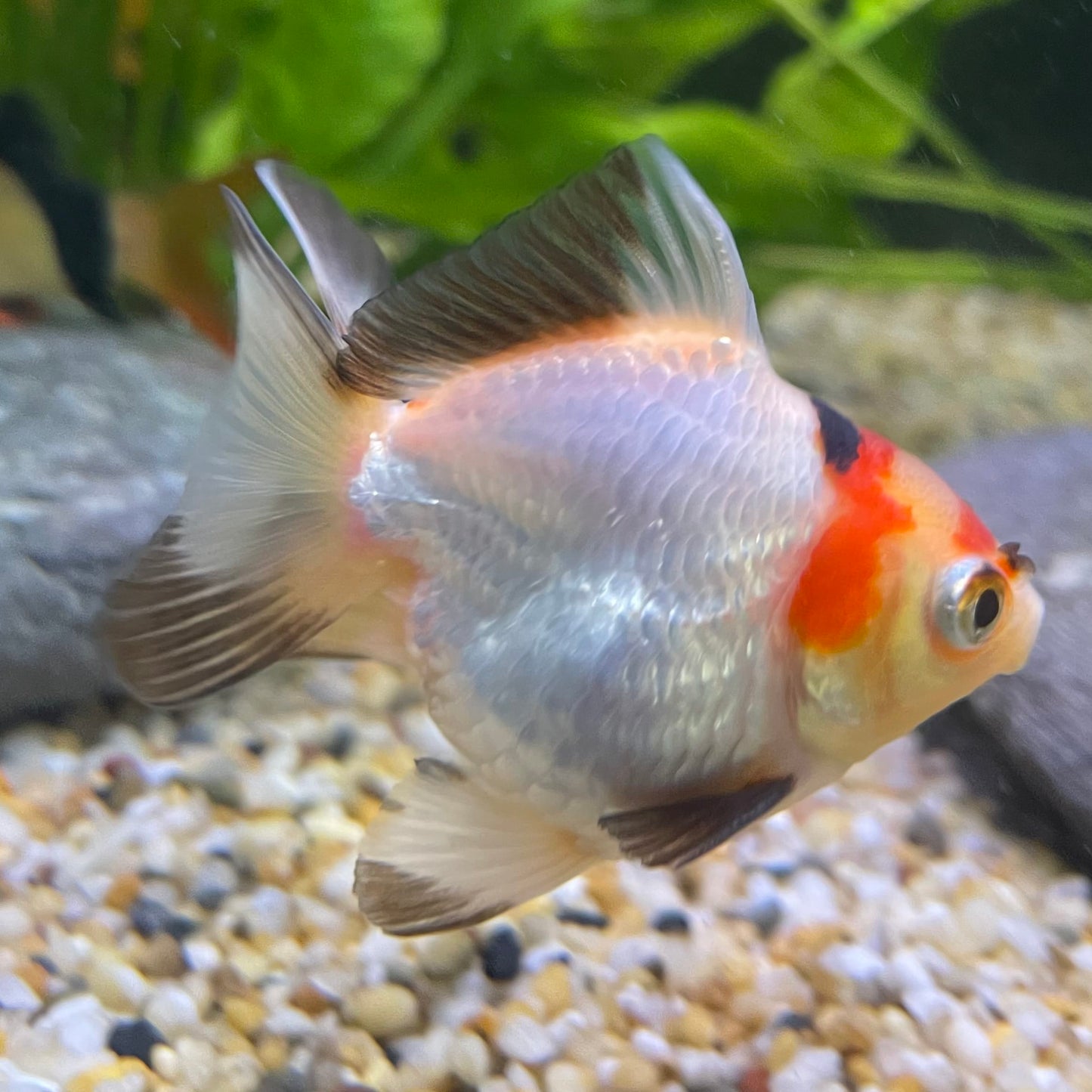 Ryukin Goldfish - one only - 2