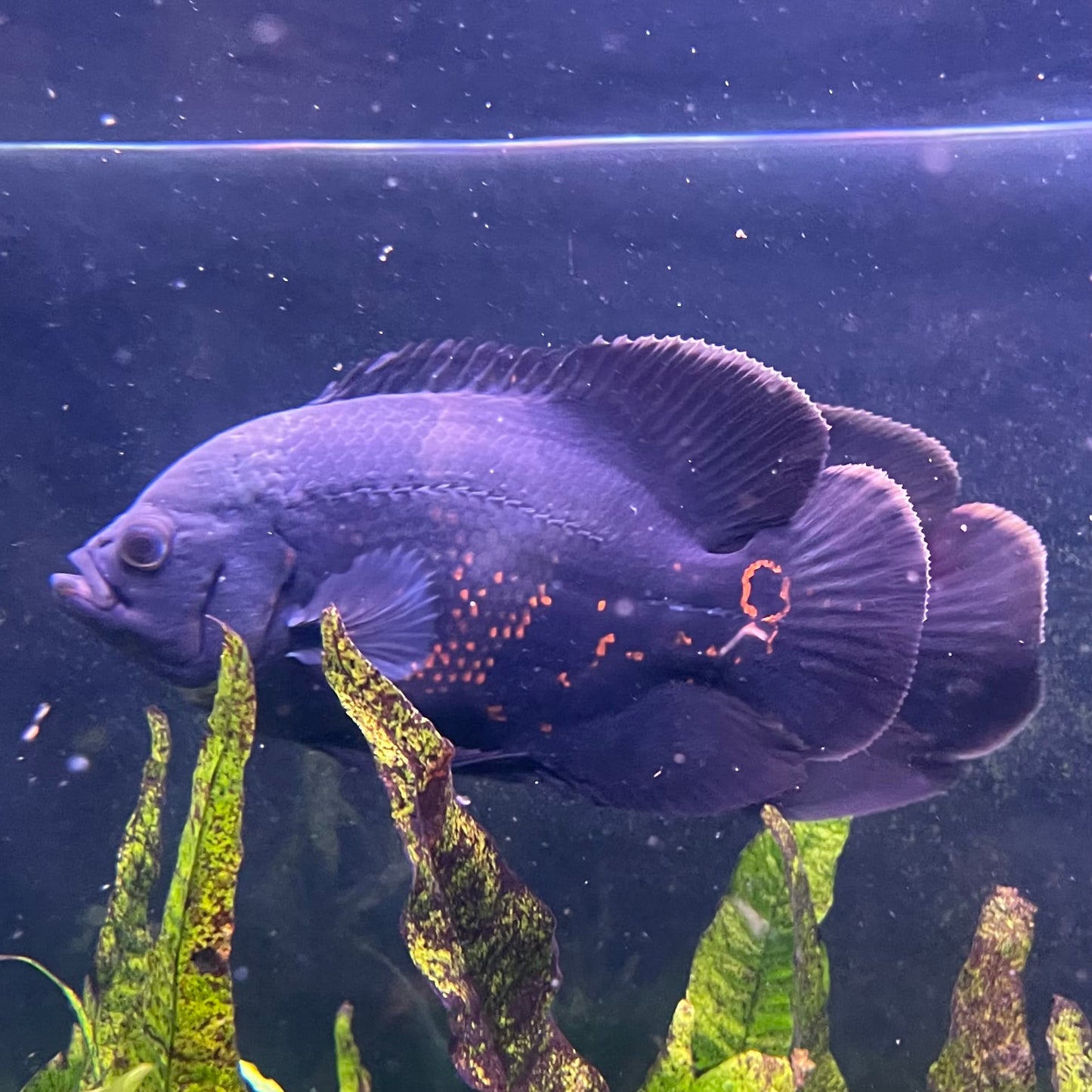 Large Tiger Oscar - Two only available - the fish in the photographs