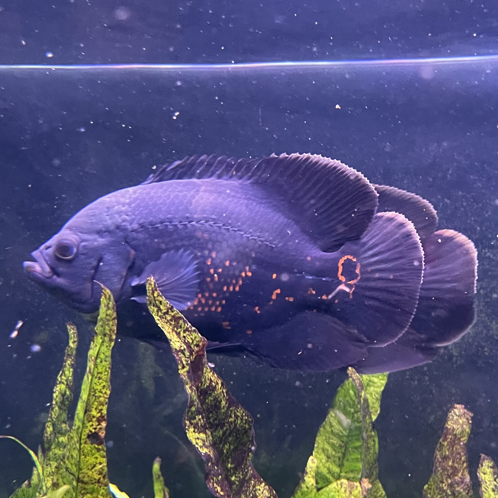 Large Tiger Oscar - Two only available - the fish in the photographs