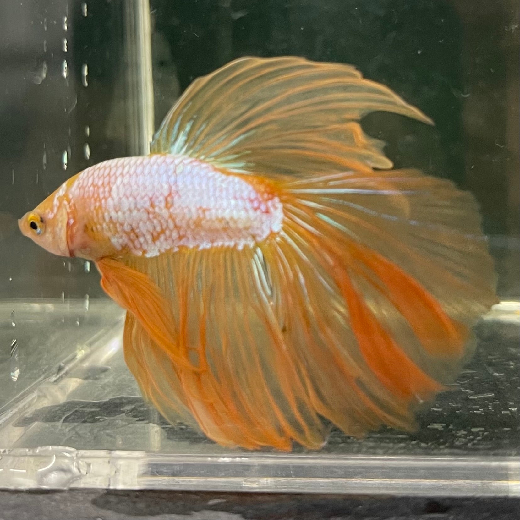 Male Betta - One Only - 16
